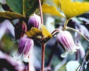 Clematis morefieldii, Morefield's leather flower
